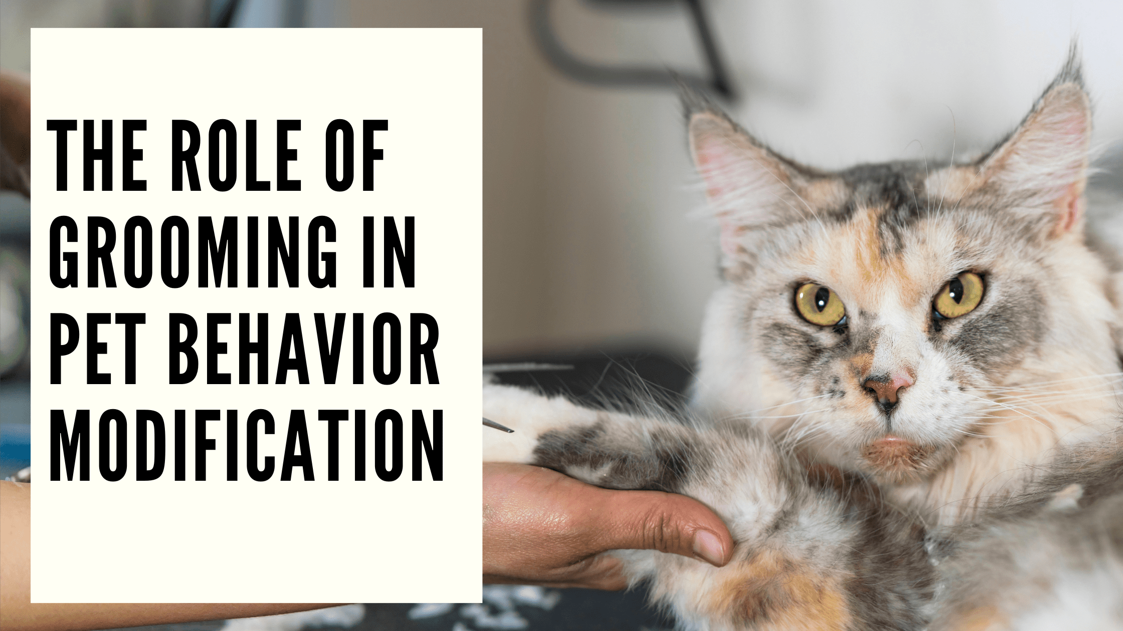 The Role of Grooming in Pet Behavior Modification
