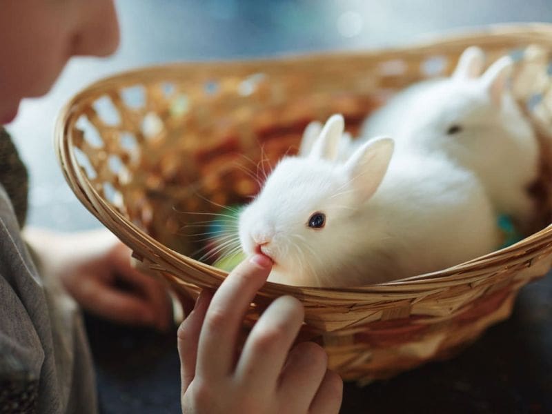 Purrfect Grooming best pet grooming service in El Portal