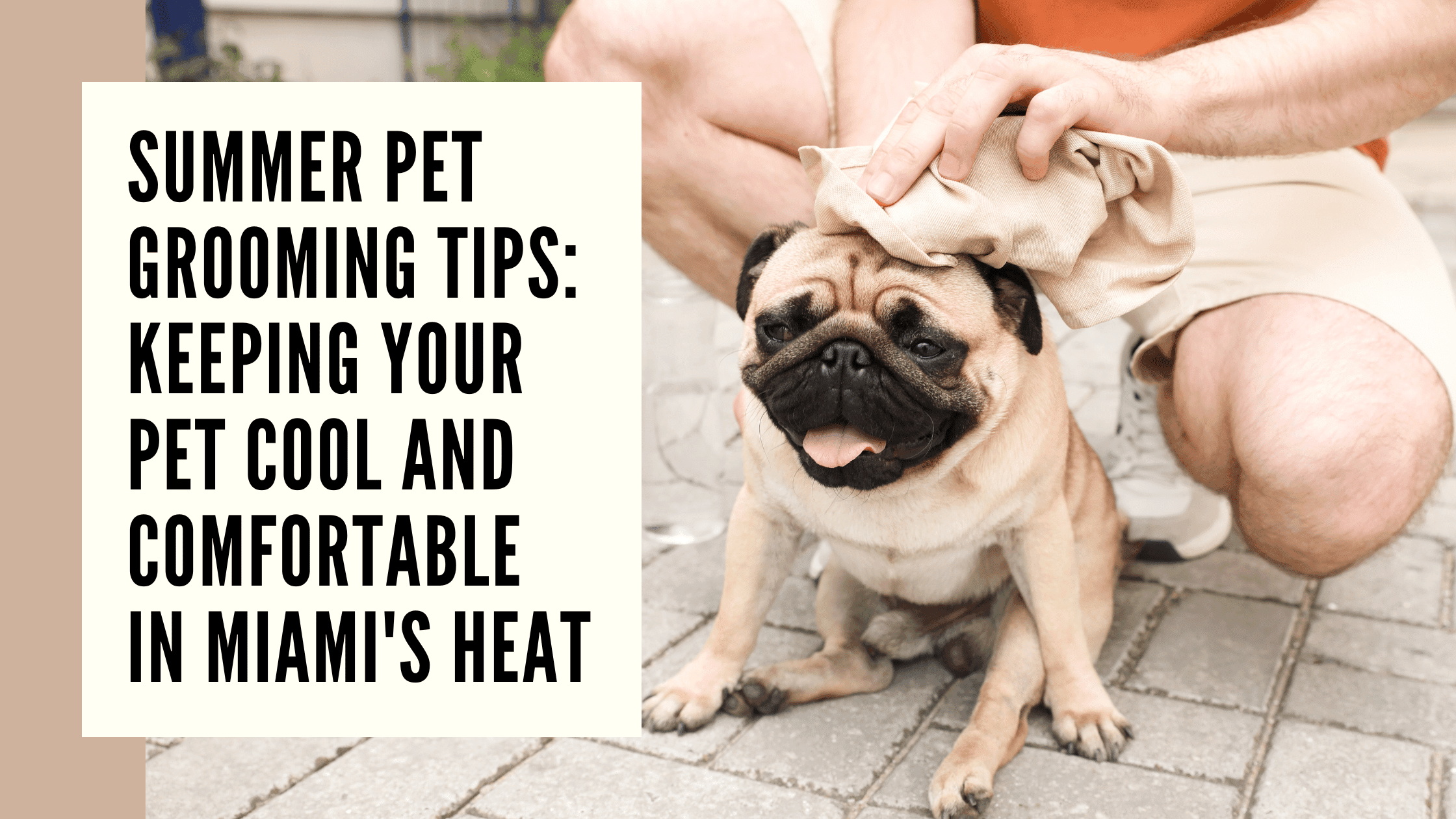 summer pet grooming