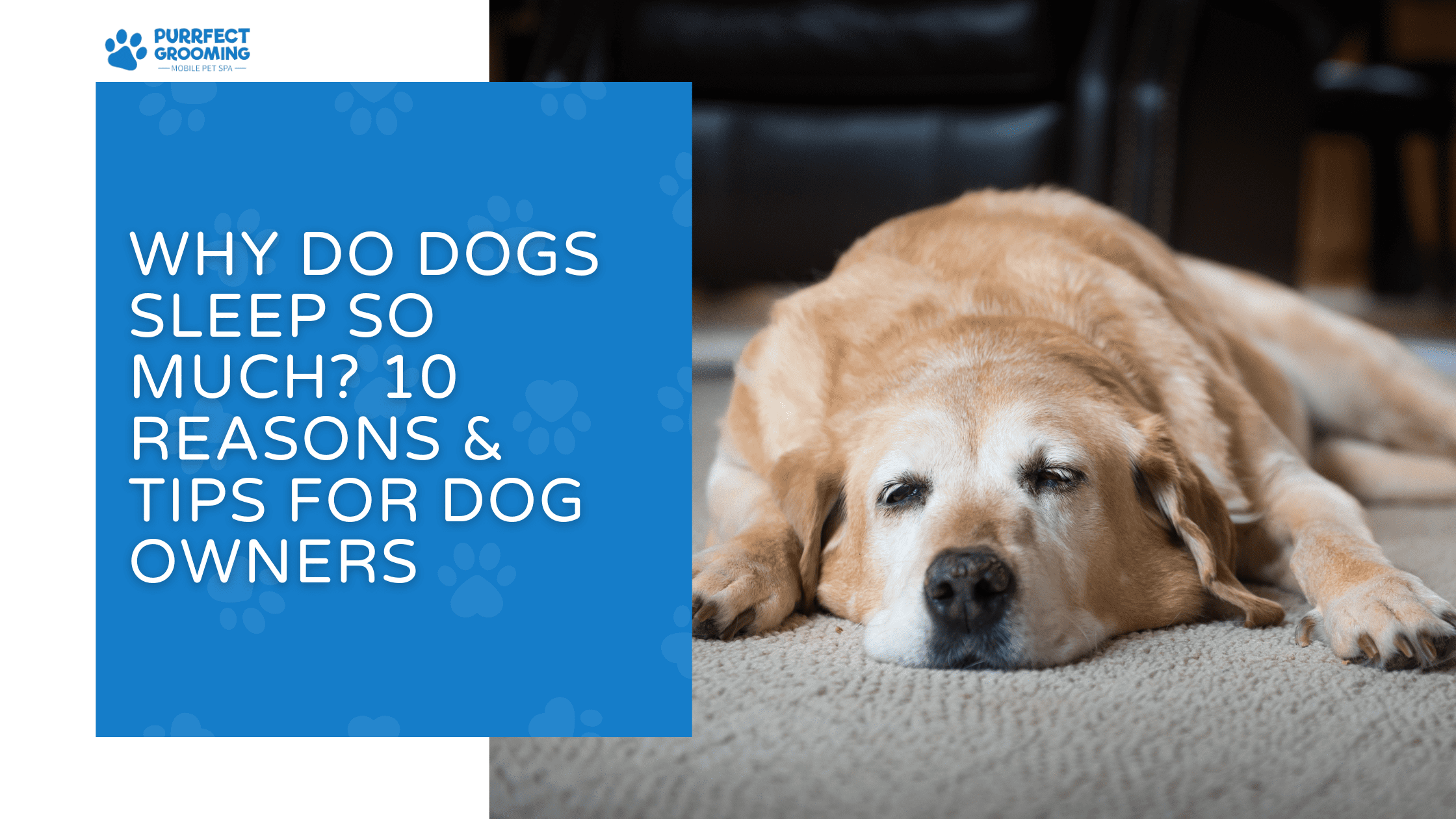 why do dogs sleep so much