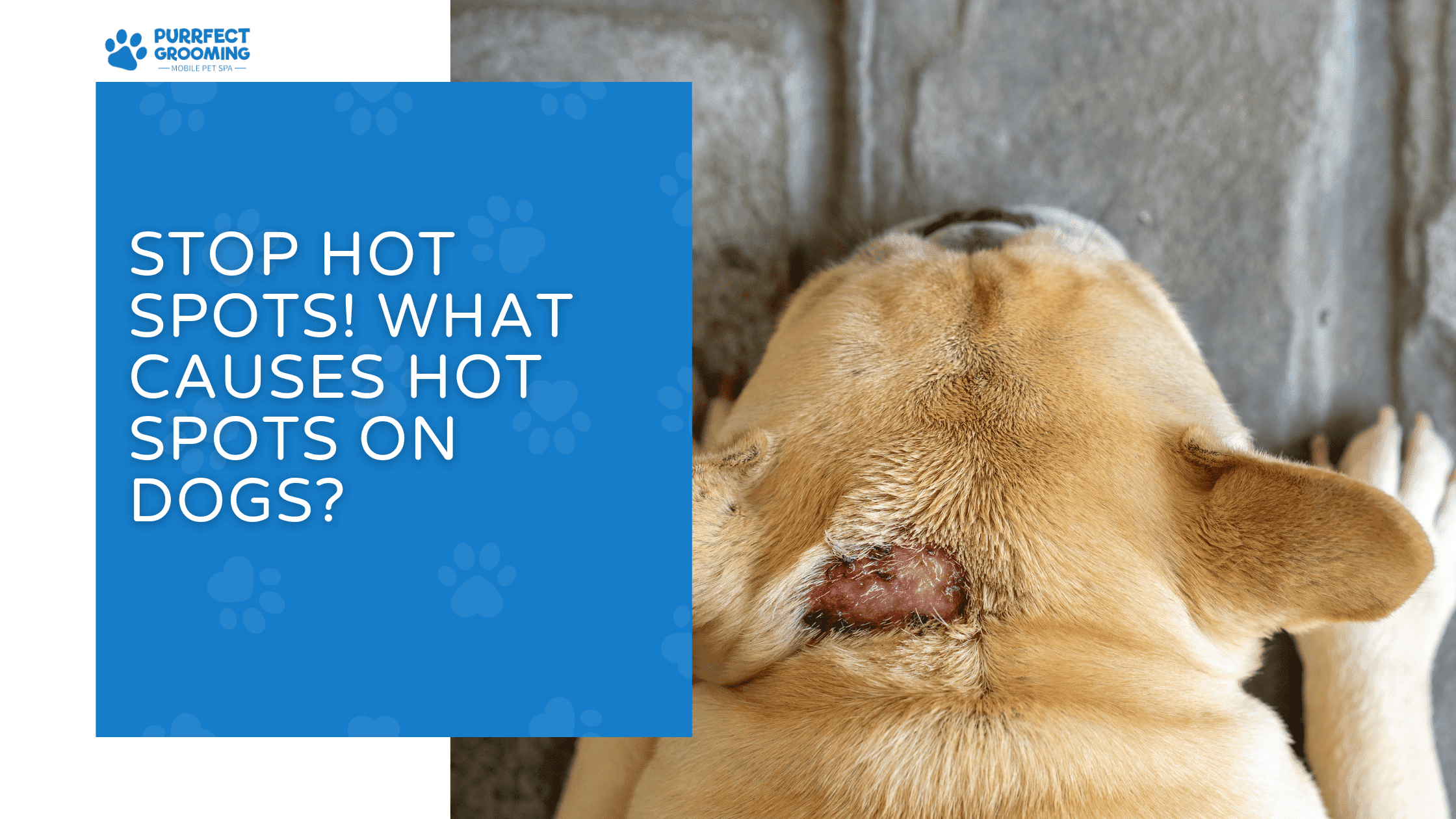 what causes hot spots on dogs