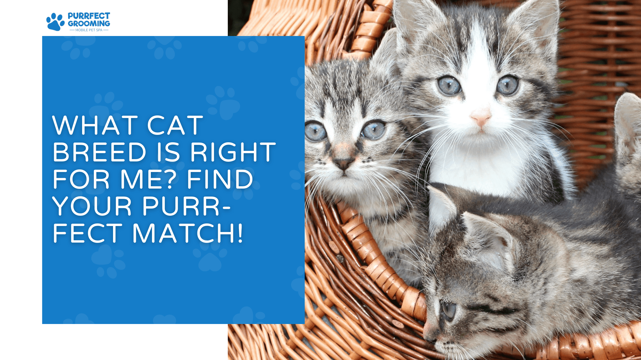 What Cat Breed Is Right for Me