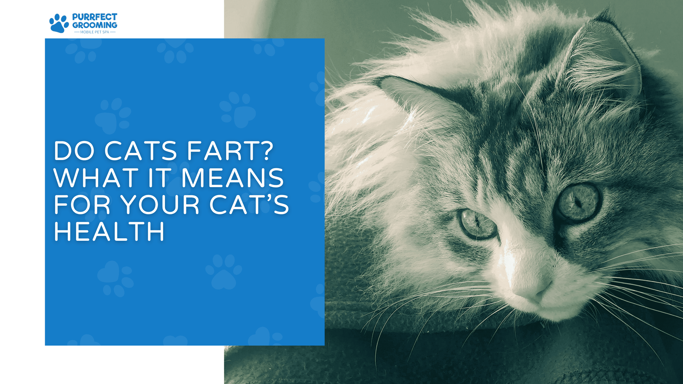 do cats fart