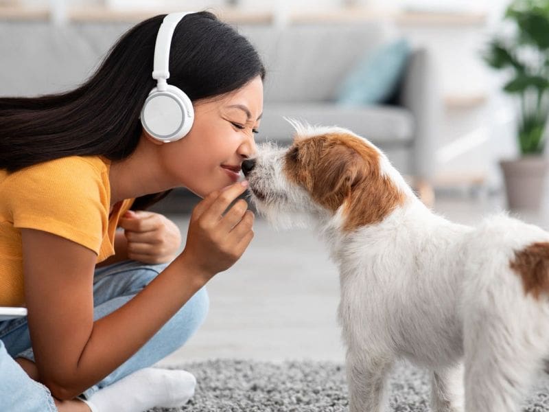 Purrfect Grooming best pet grooming service in Ft Lauderdale