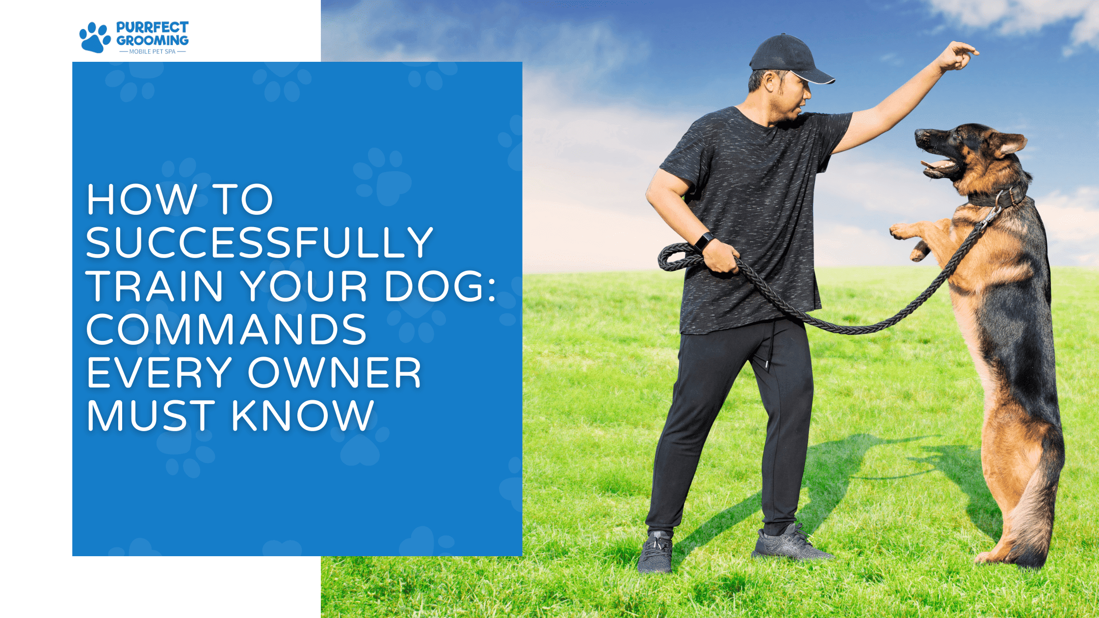 How to Successfully Train Your Dog