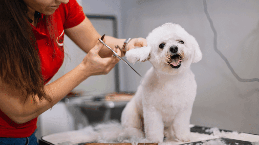 pet grooming mistakes