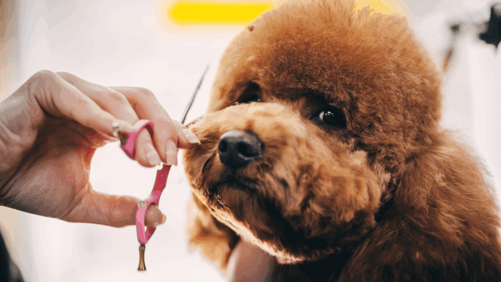 How Often Should I Get My Dog's Hair