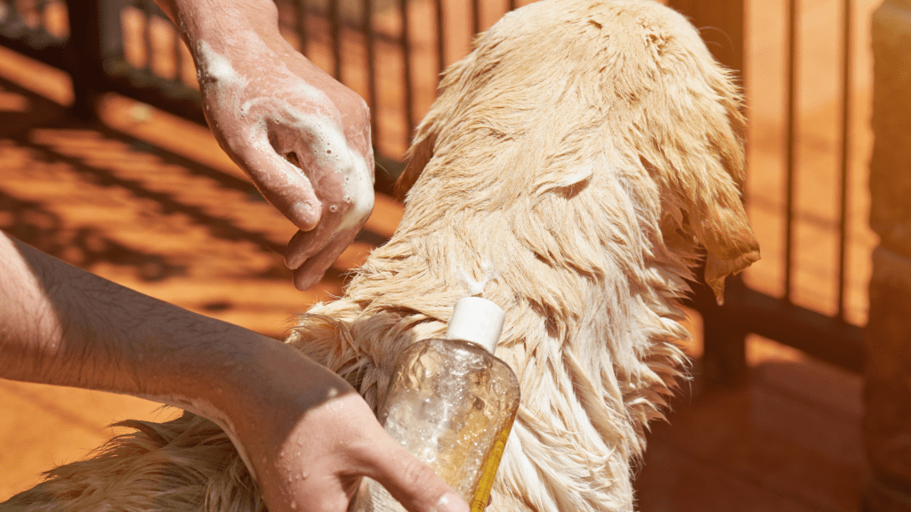 Can You Use regular Shampoo on Dogs