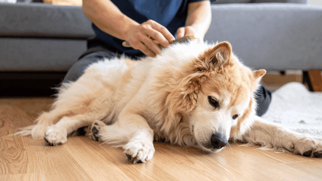 How to Keep a Dog Calm During Grooming