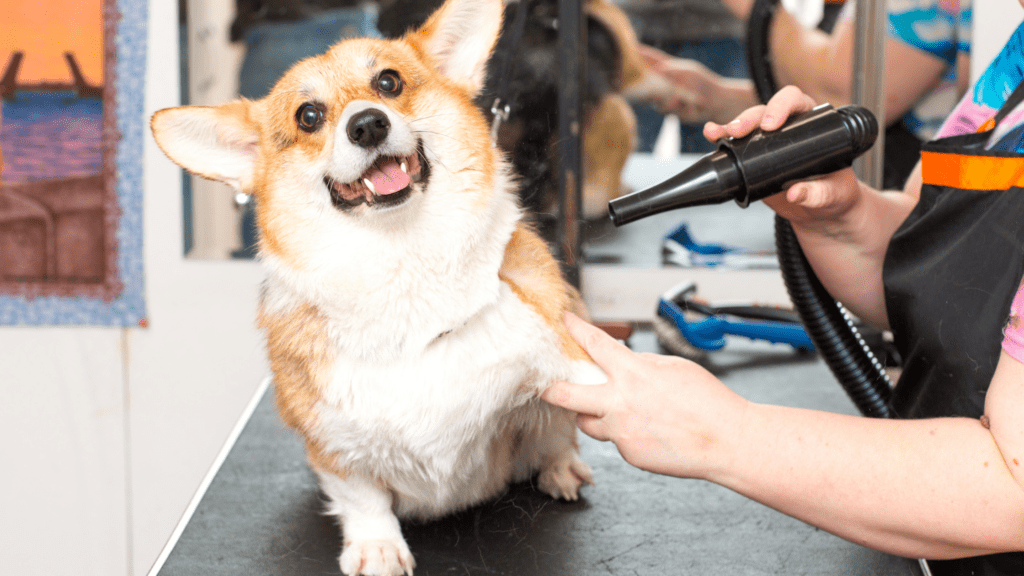 mobile dog groomer