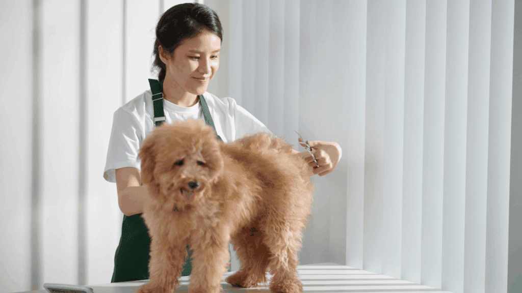 How to Groom a Dog Step-by-Step