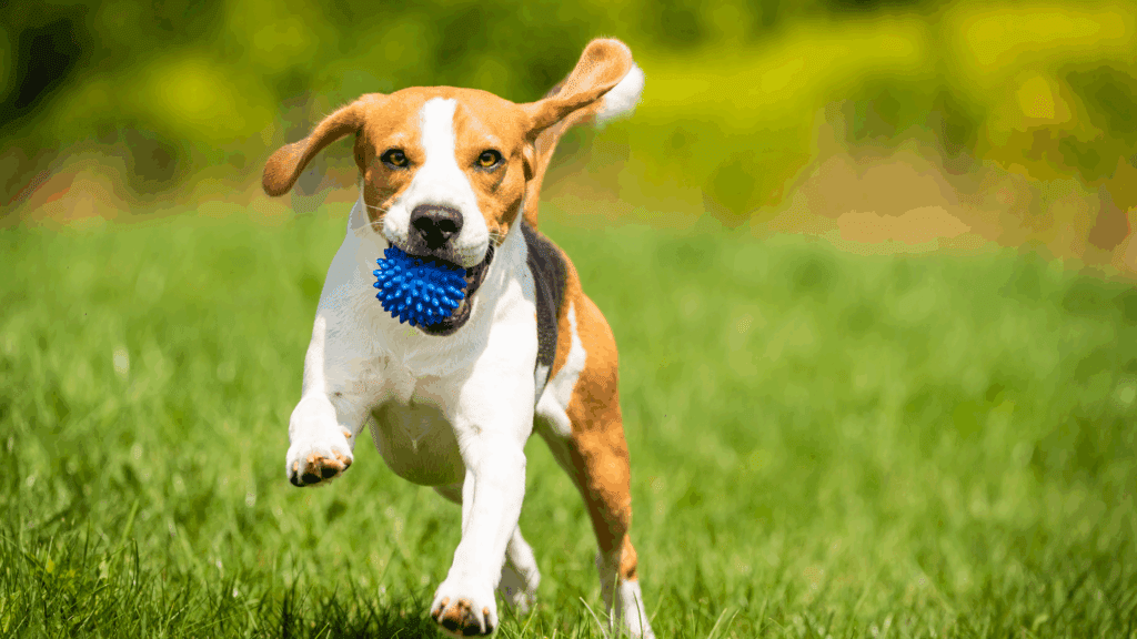 Grooming for Active Pets