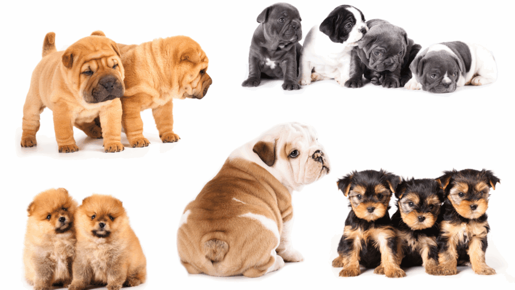 Understanding Different Coat Types in Dogs and Cats