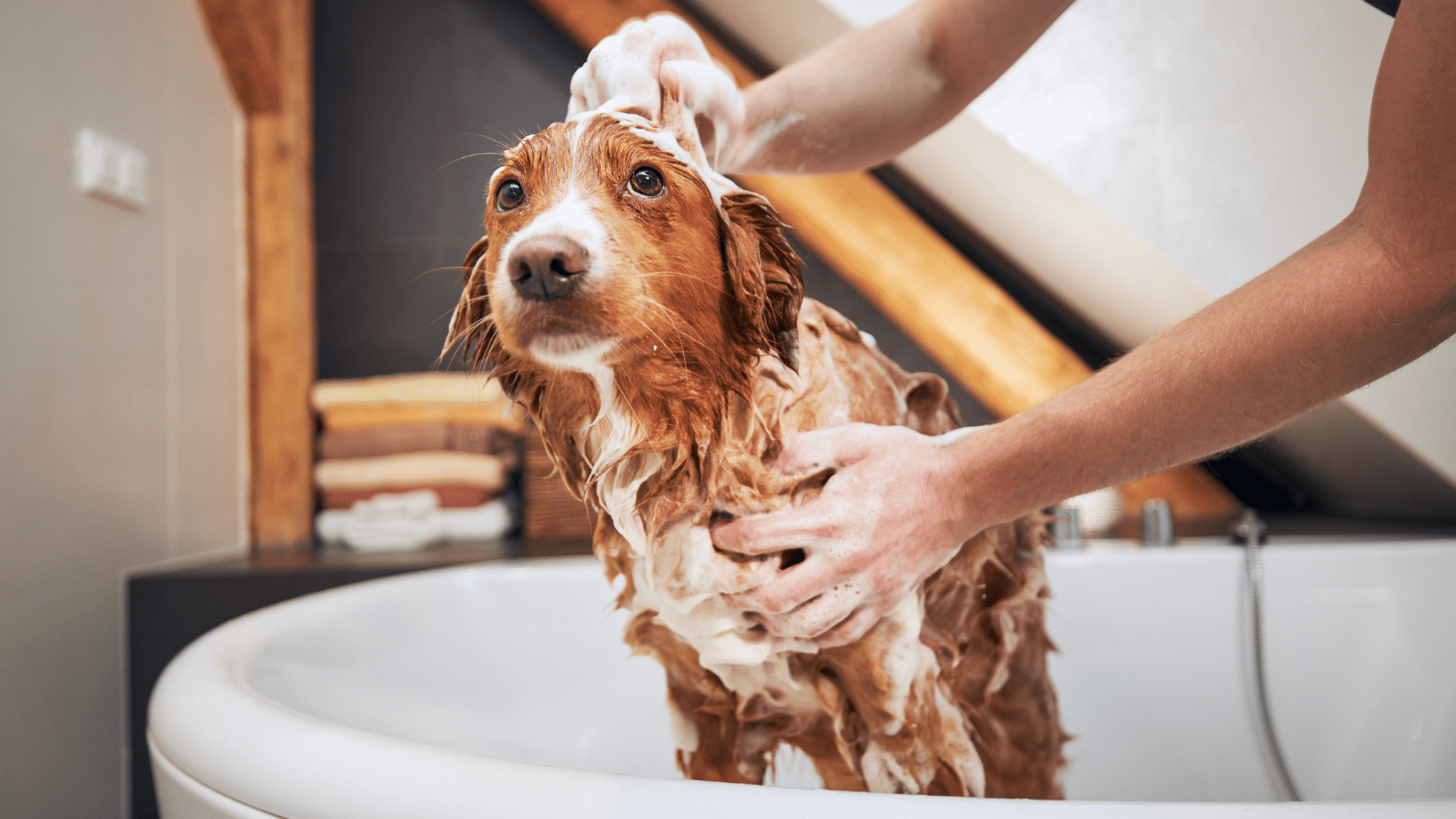 Dog Grooming At Home DIY Dog Grooming Tips dog-grooming-at-home-diy-dog-grooming-tips