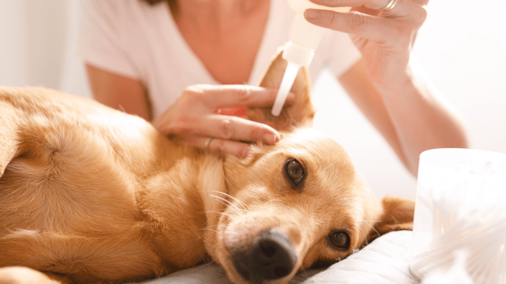 dog ear cleaning