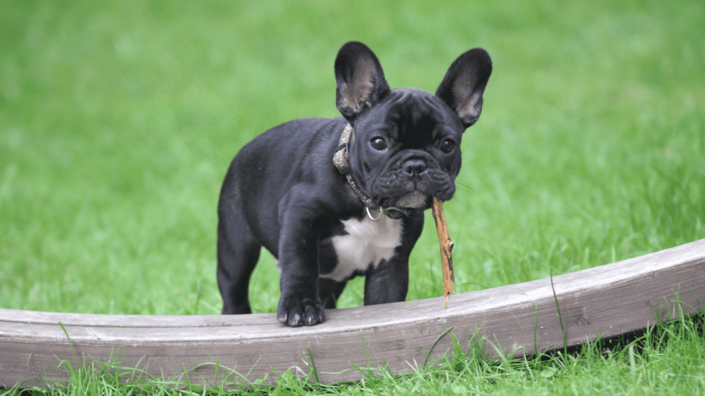 training a french bulldog