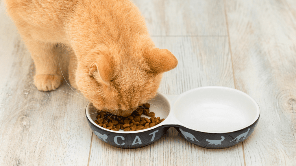 Hypoallergenic diet for cats