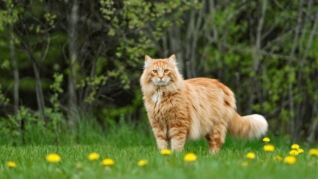 how to groom a maine coon