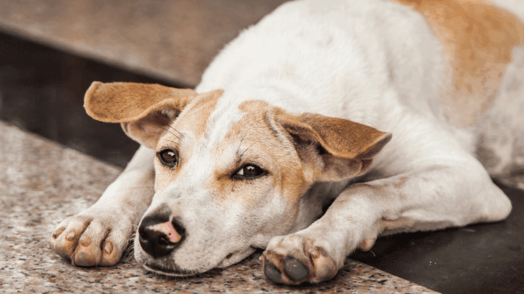 seizures in dogs