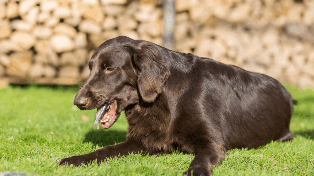 induce vomiting in dogs