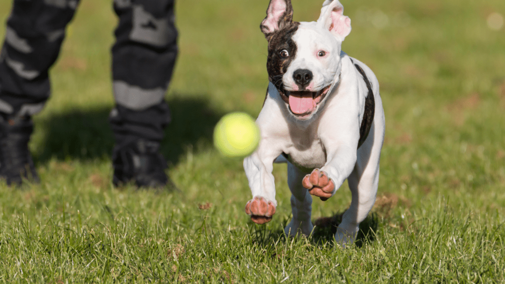 dogs and tennis balls