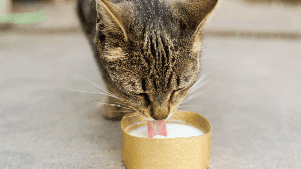 Can Cats Have Milk