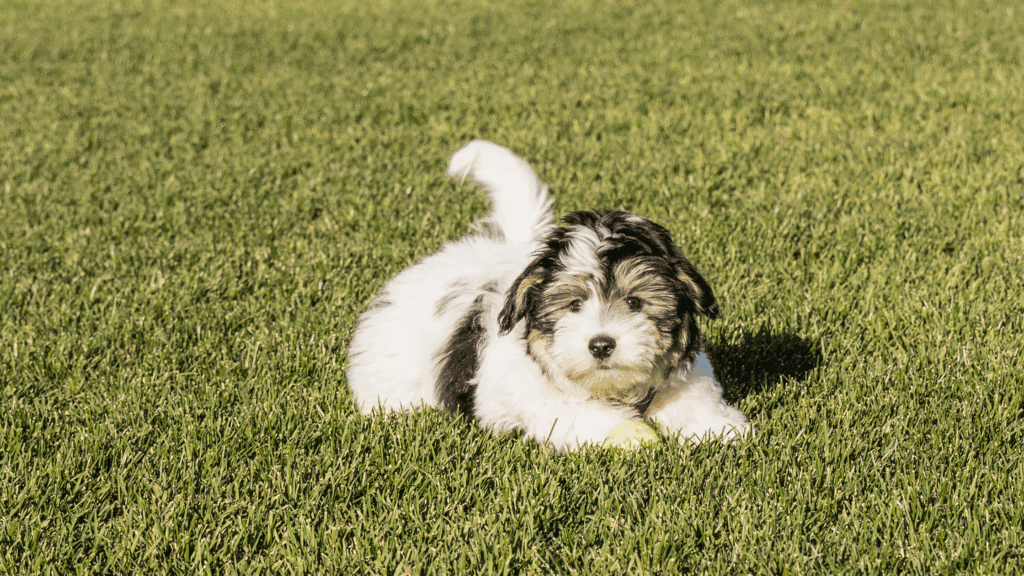 Why Do Dogs Wag Their Tails