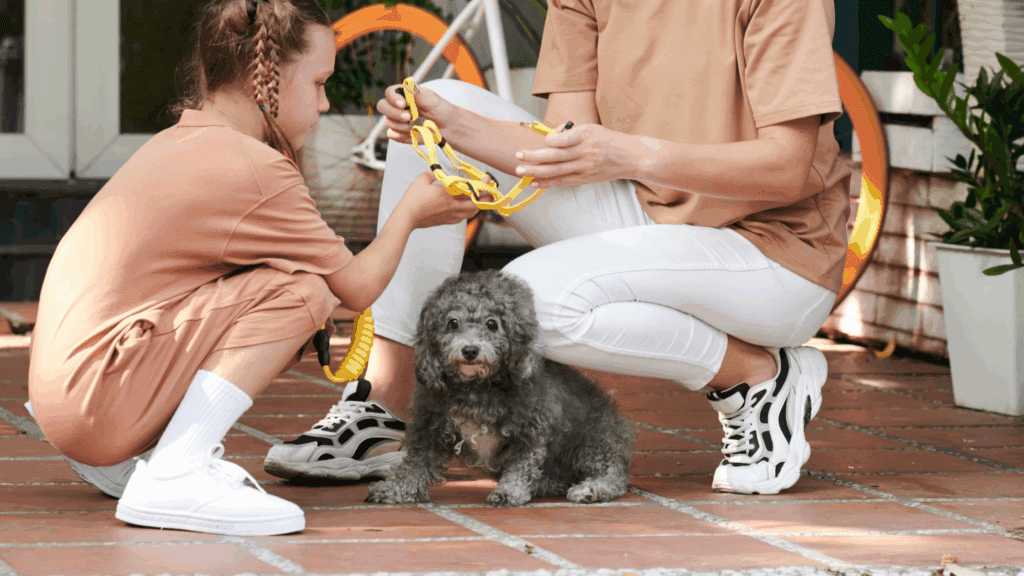 how to put a harness on a dog