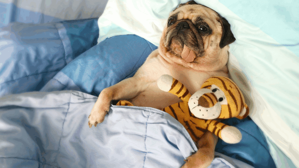 do dogs have nightmares