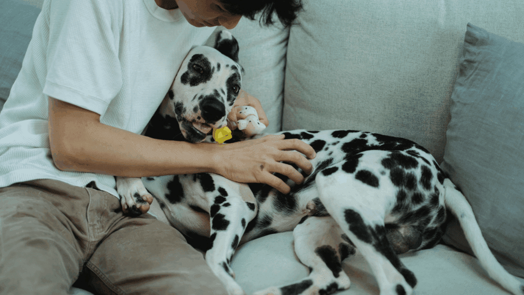 hot spots on dogs