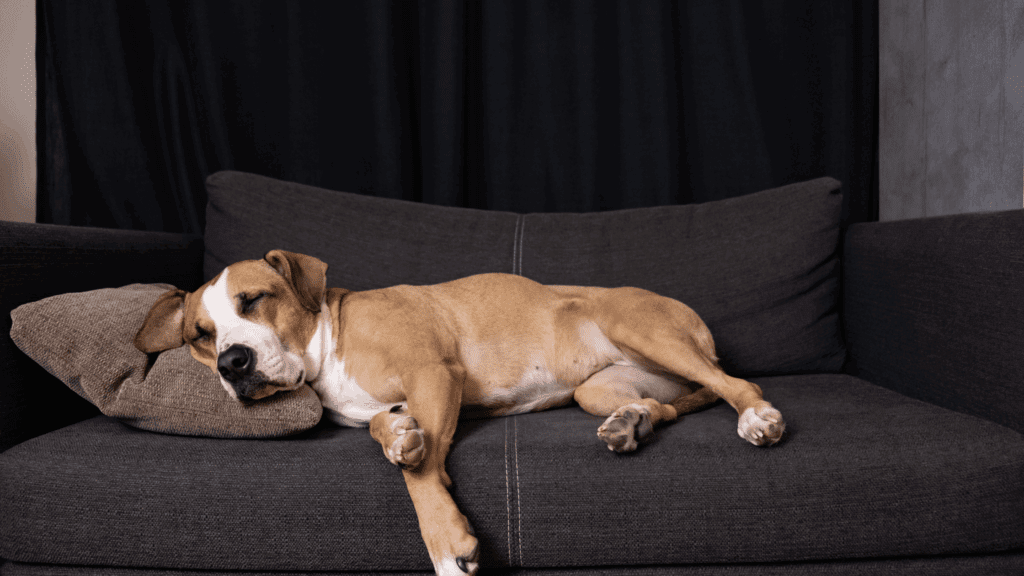 do dogs have nightmares