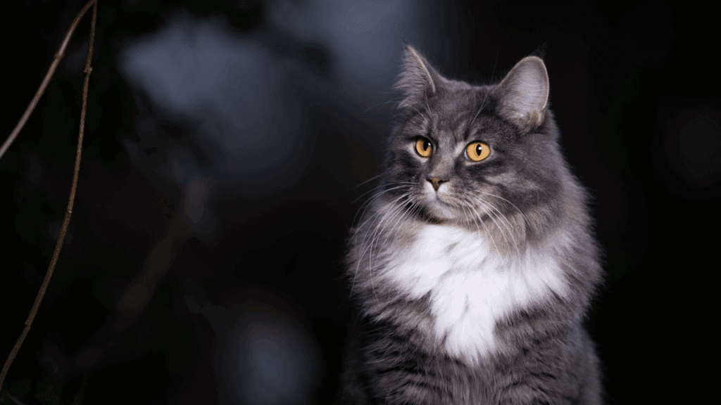 do cats have night vision