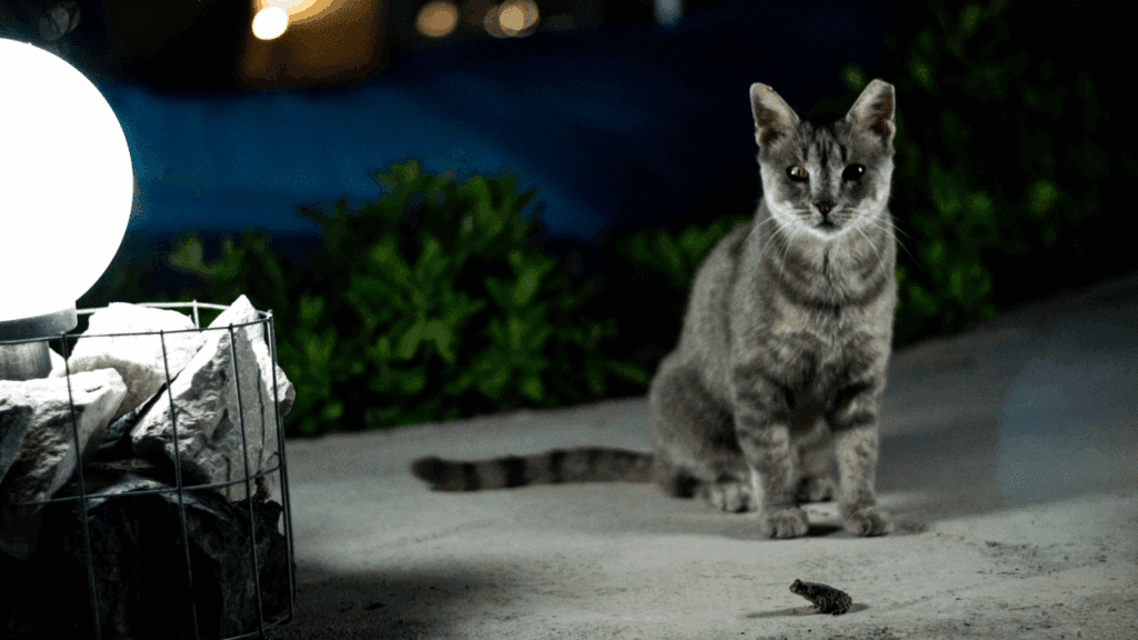 do cats have night vision