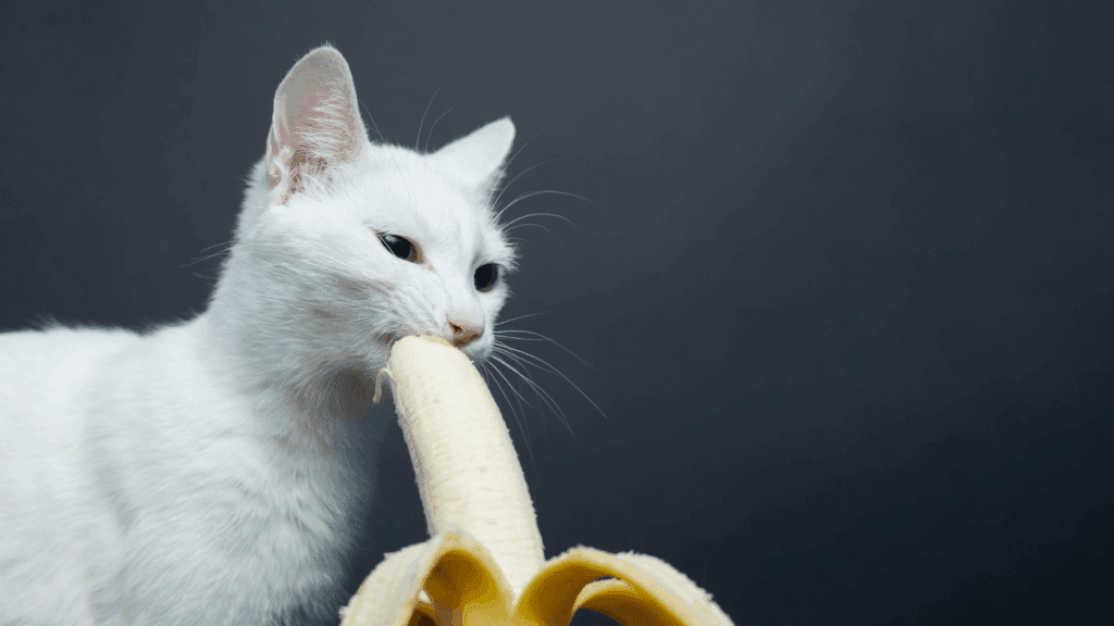 can cats eat bananas