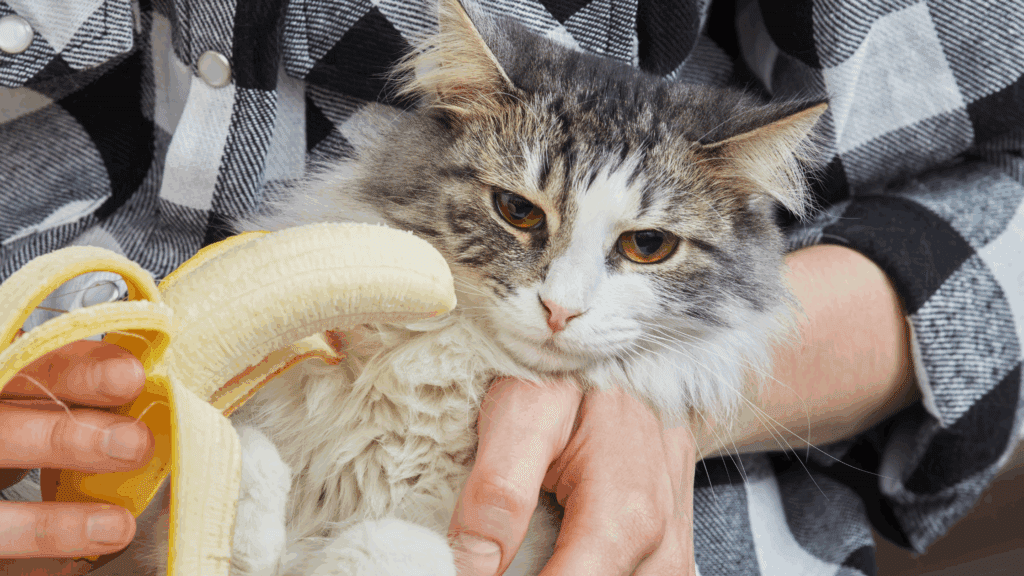 can cats eat bananas