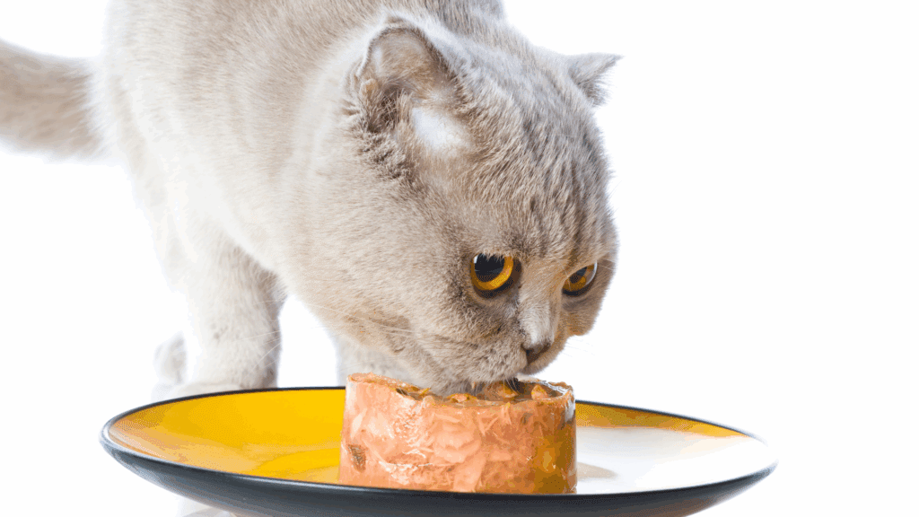 can cats eat cheese