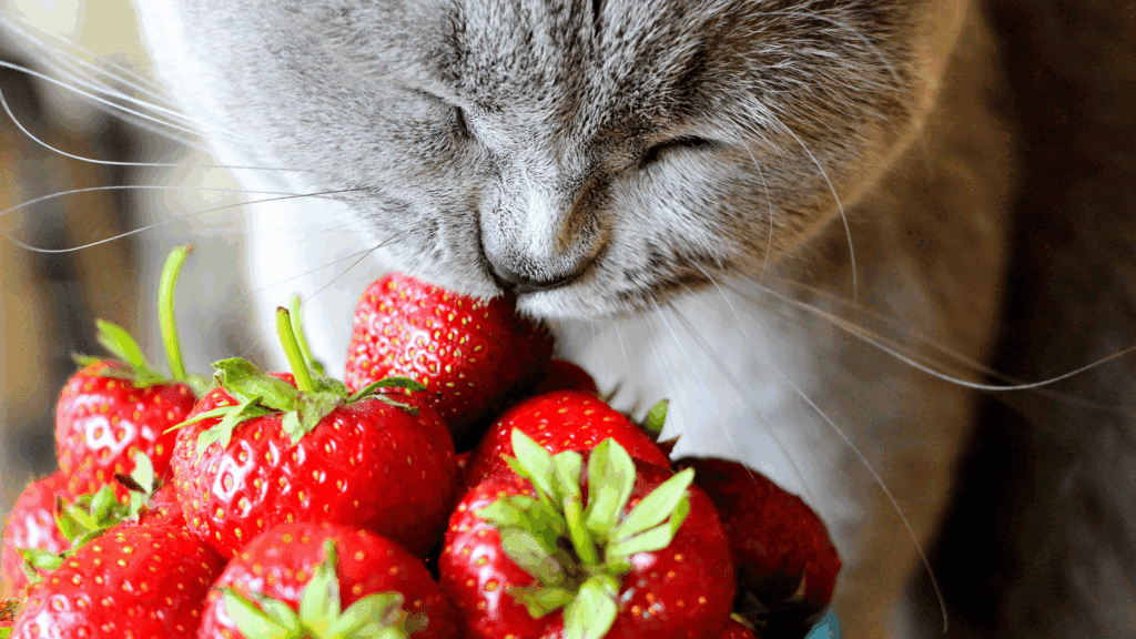 can cats eat strawberries