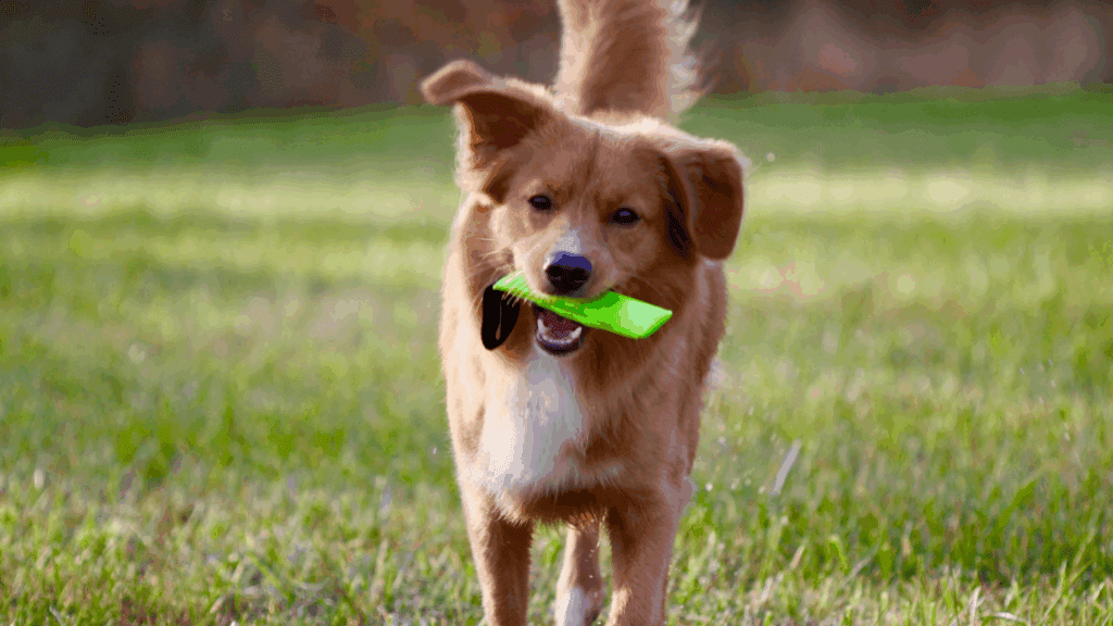 can dogs have benadryl