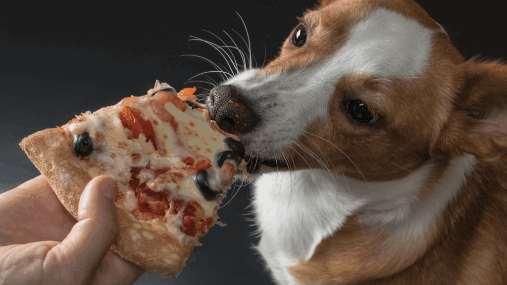 is cheese bad for dogs