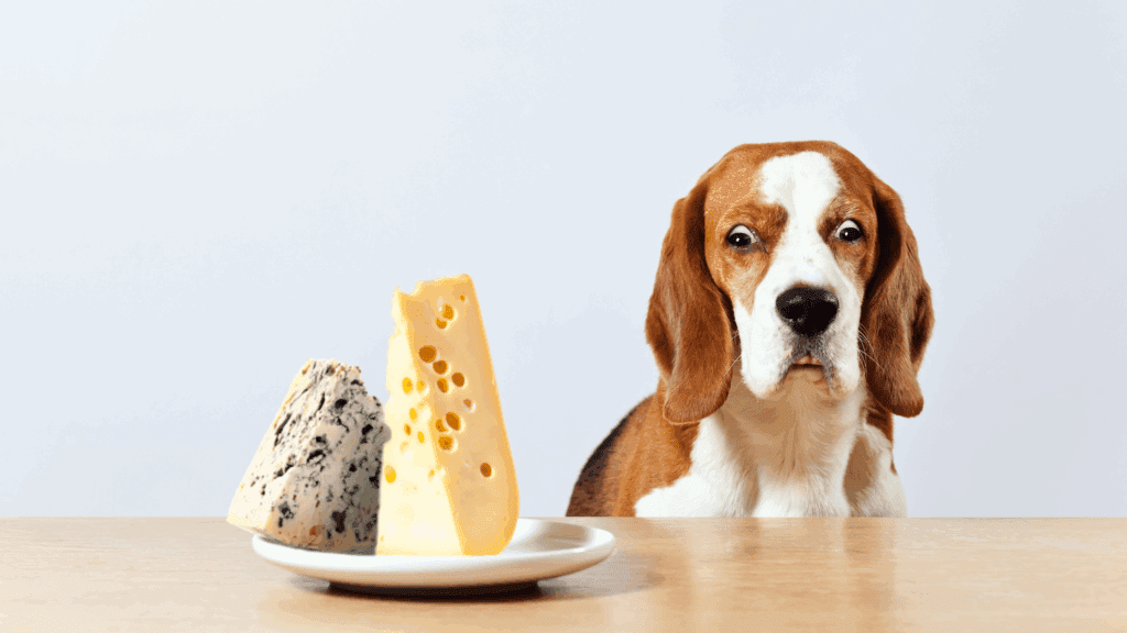 is cheese bad for dogs