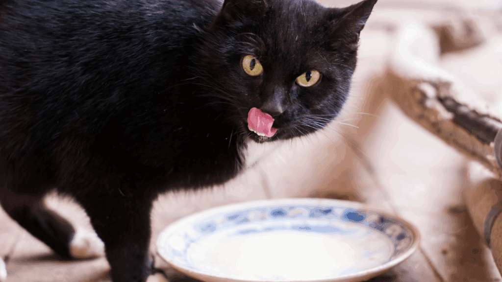 are cats lactose intolerant