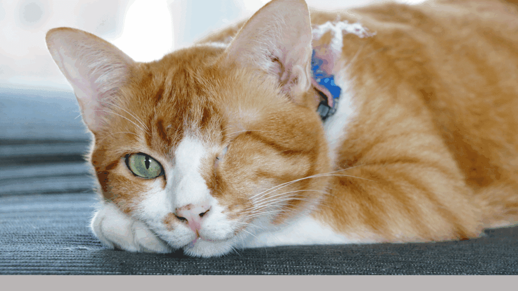 are cats color blind