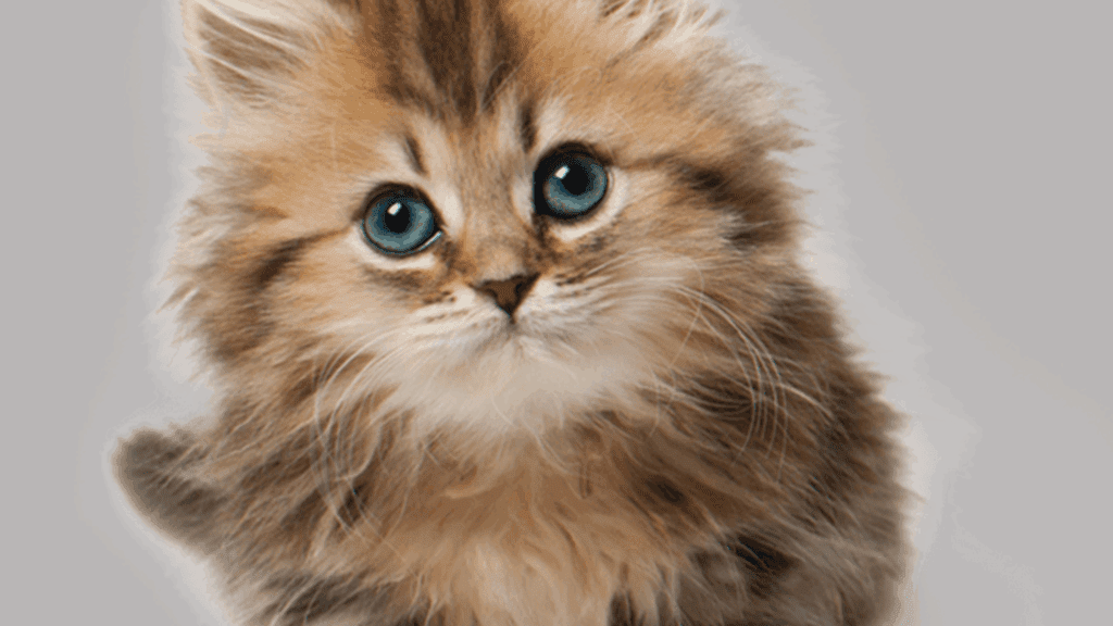 why do cats have whiskers