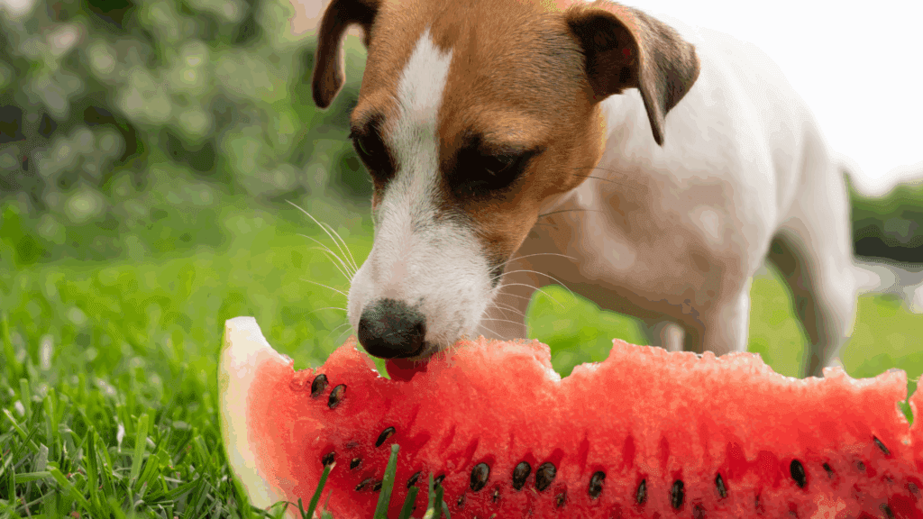 can dogs eat watermelon