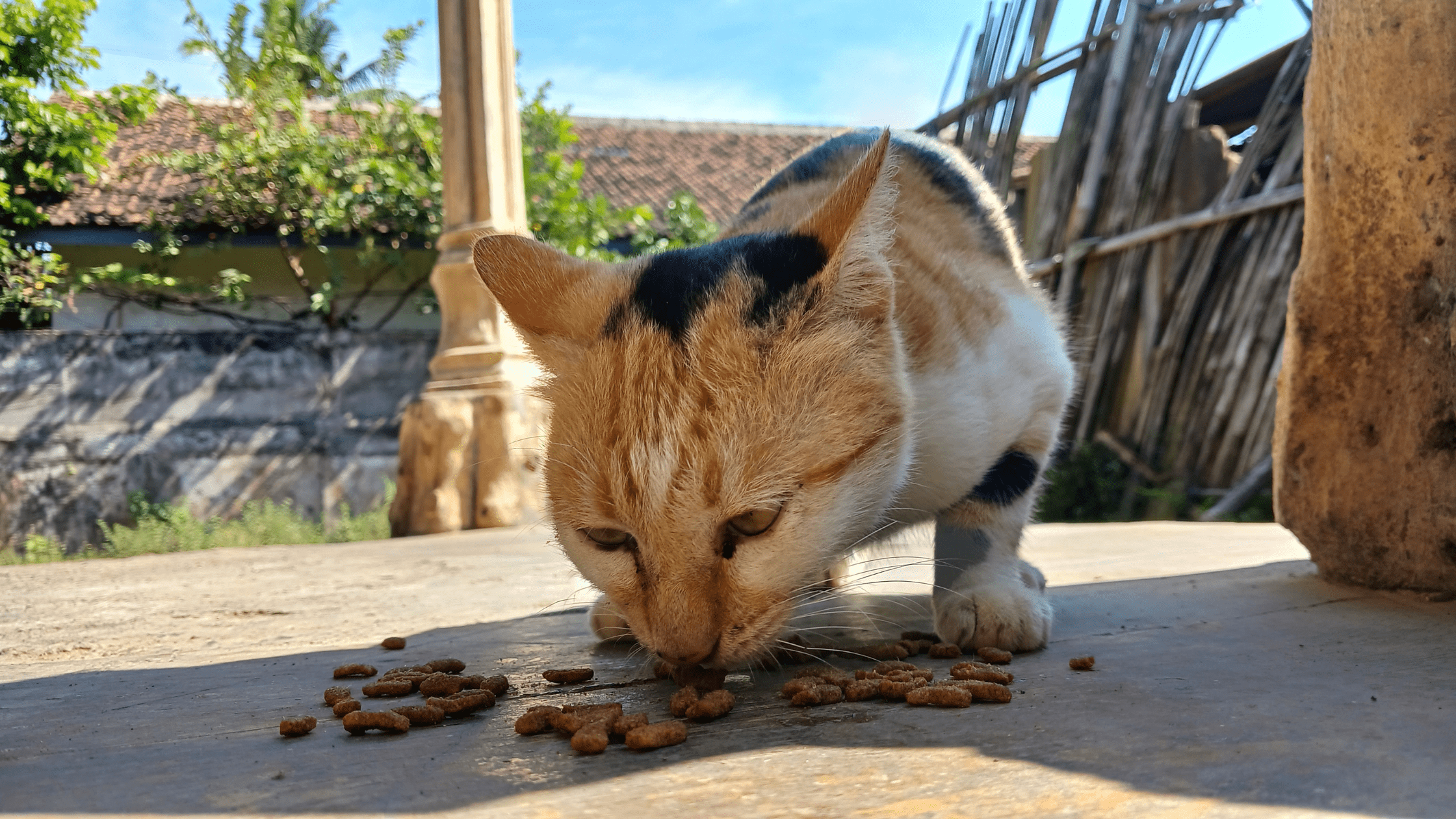 can cats eat chocolate