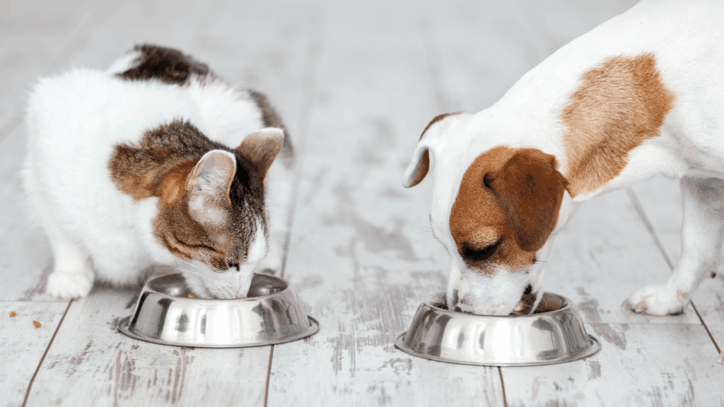 can dogs eat cat food