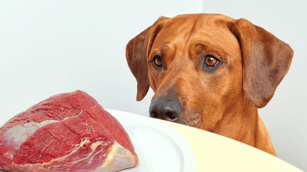 can dogs eat raw meat