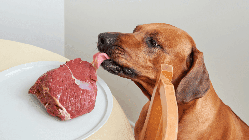 can dogs eat raw meat