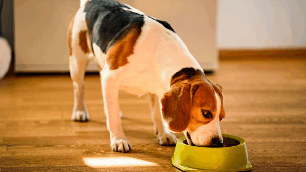 can dogs have raisins