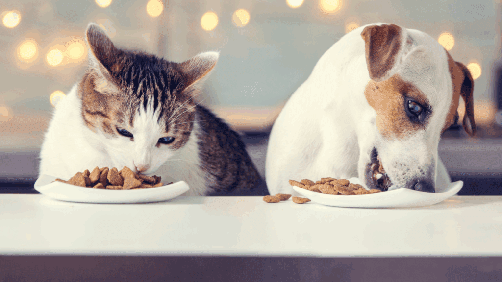 can cats eat dog food